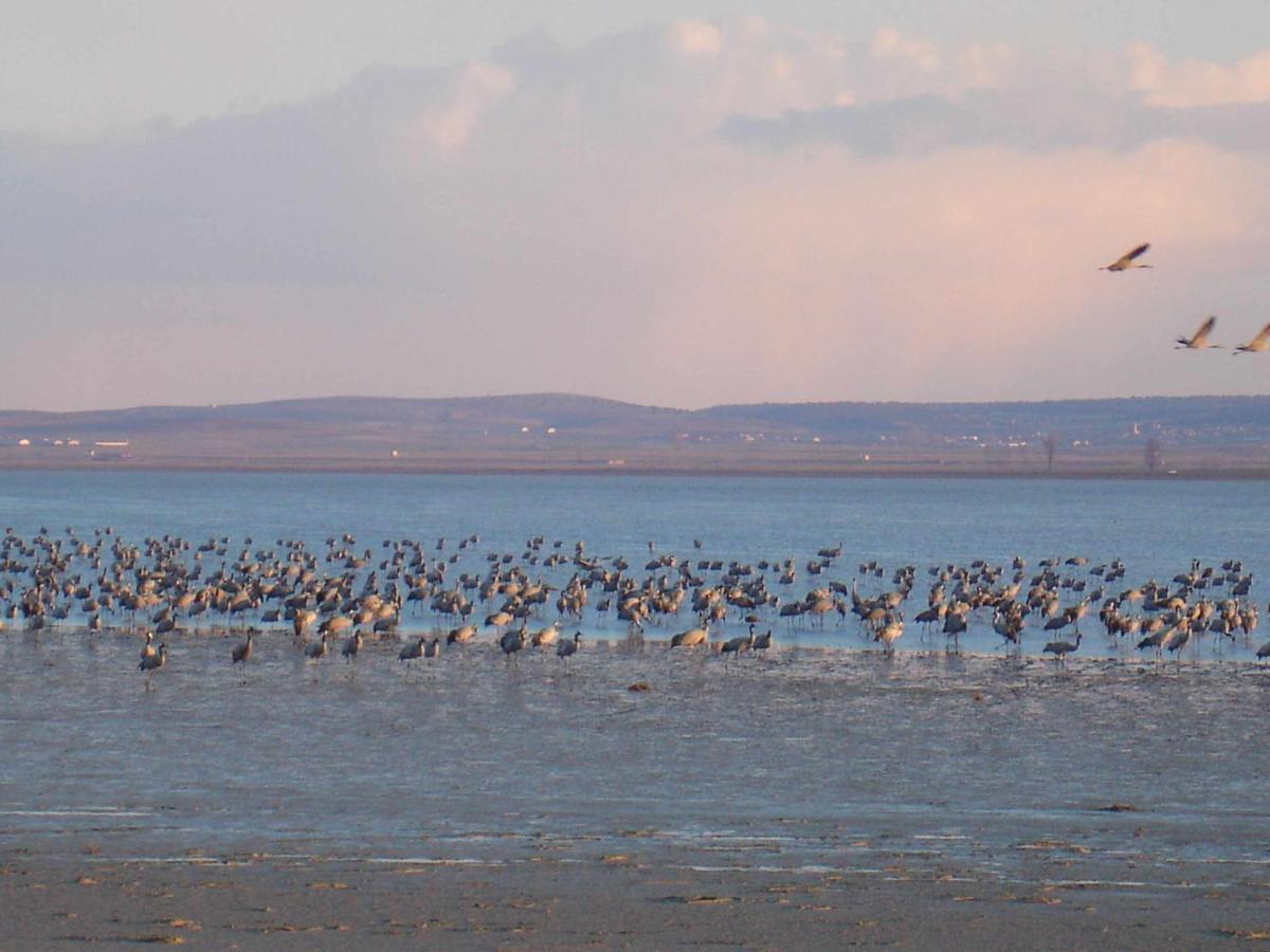 Casas Rurales La Laguna Y La Buhardilla De La Lagu Gallocanta Bagian luar foto