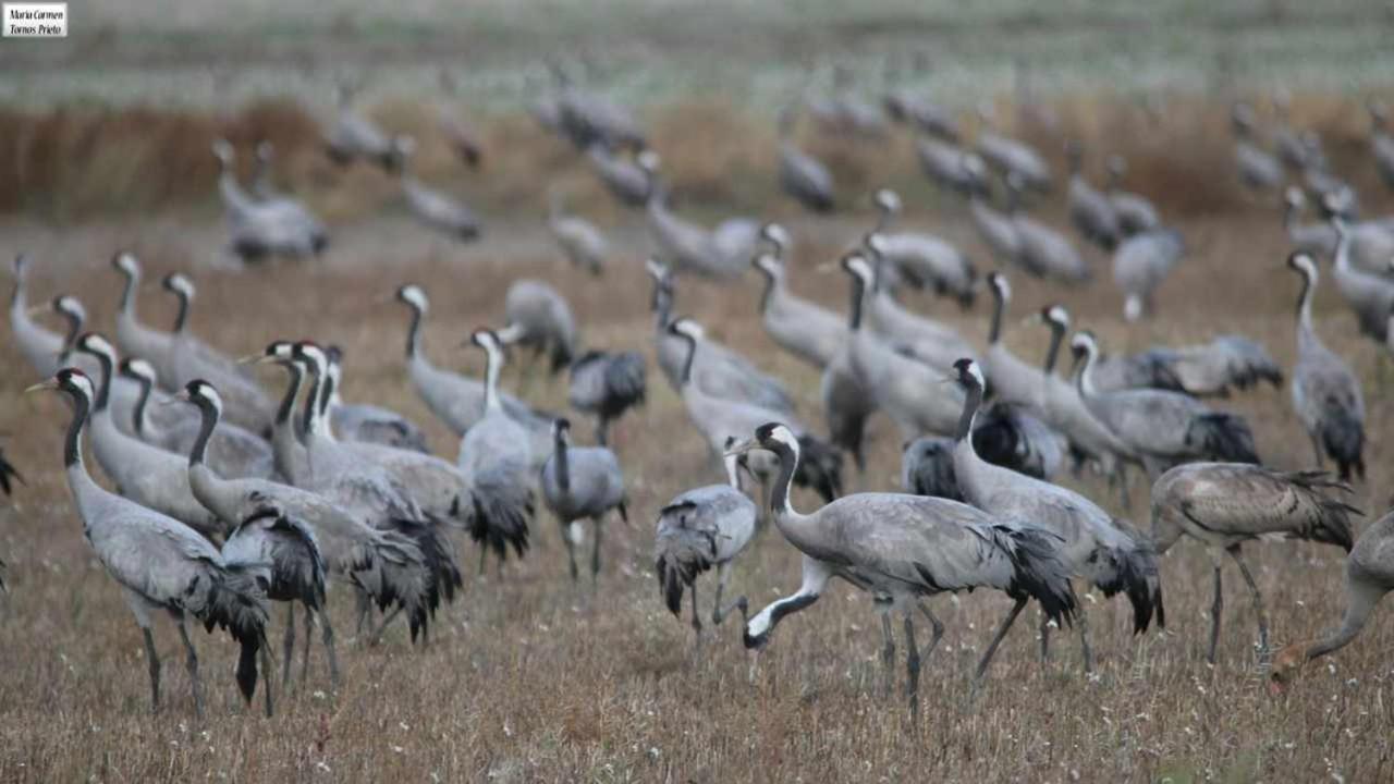 Casas Rurales La Laguna Y La Buhardilla De La Lagu Gallocanta Bagian luar foto